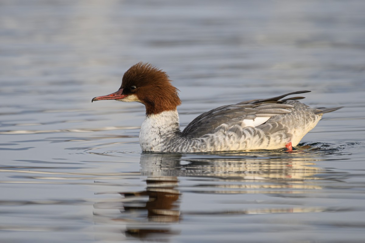 Common Merganser - ML645225397