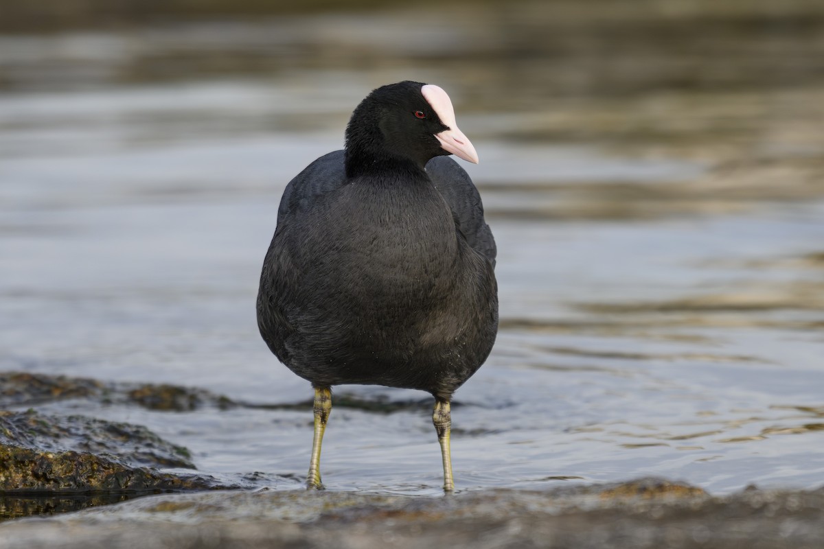 Eurasian Coot - ML645225399