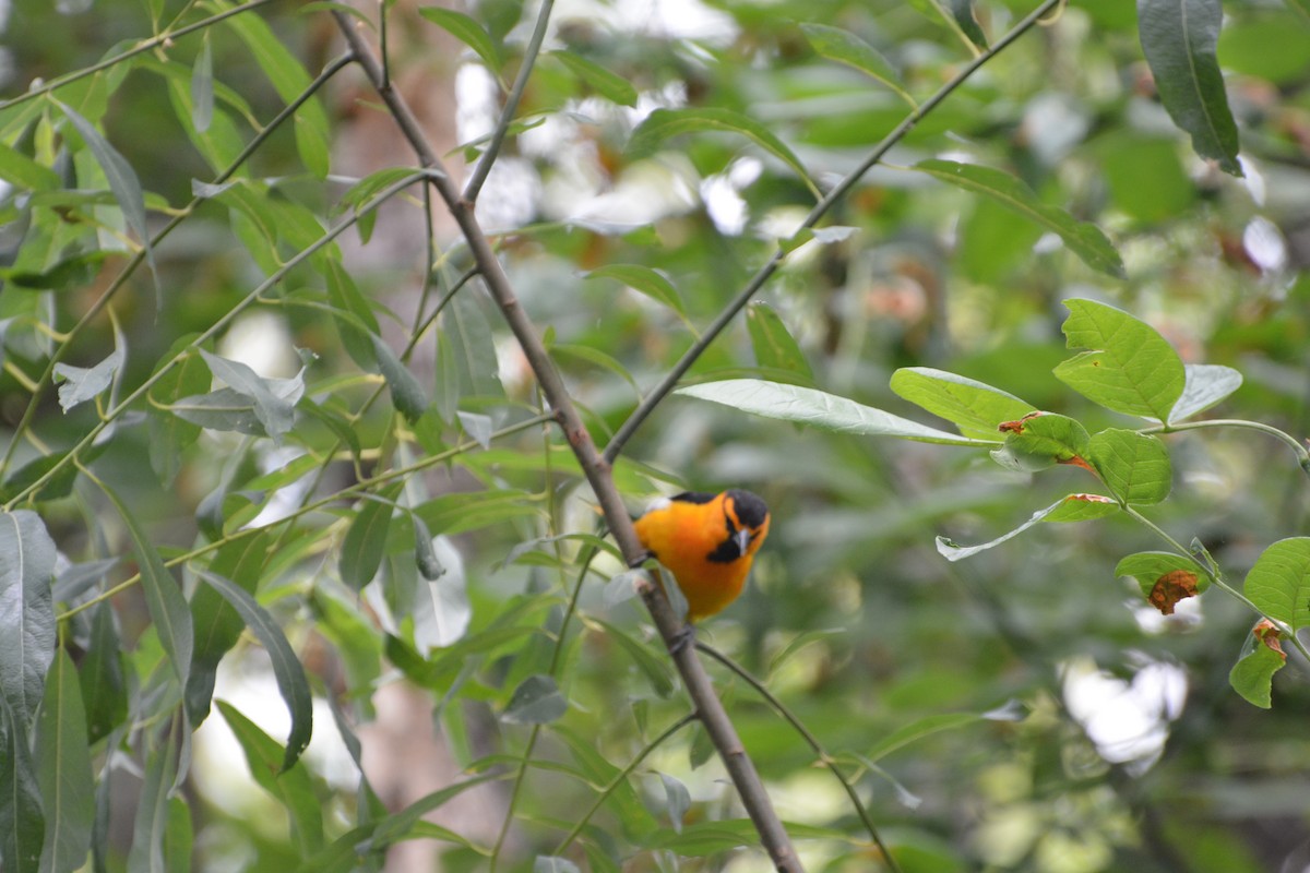 Bullock's Oriole - ML645225401