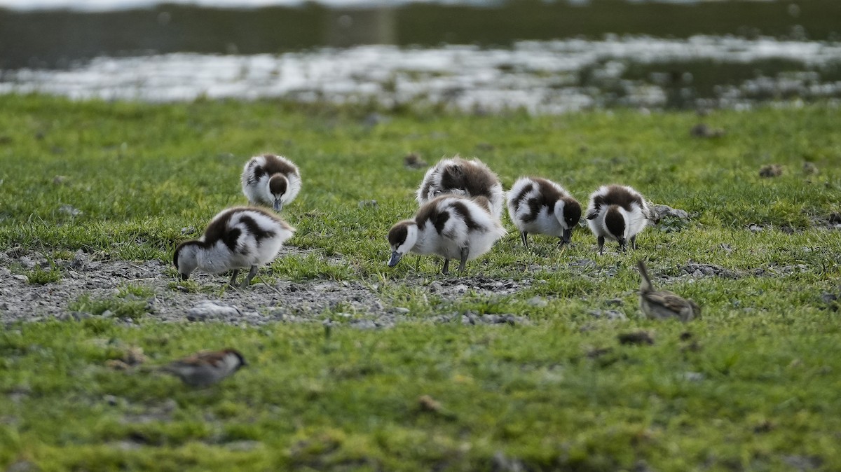 Paradise Shelduck - ML645225402