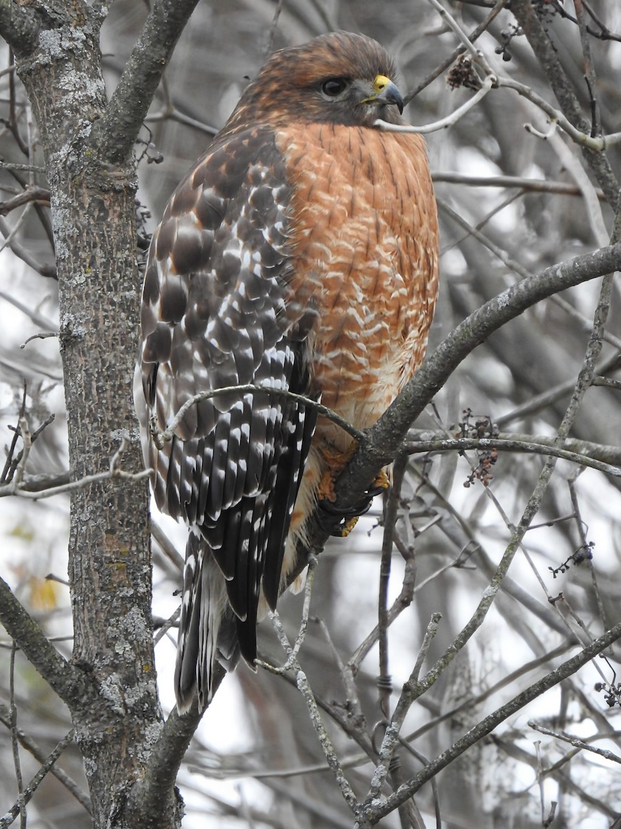 Red-shouldered Hawk (lineatus Group) - ML645225403