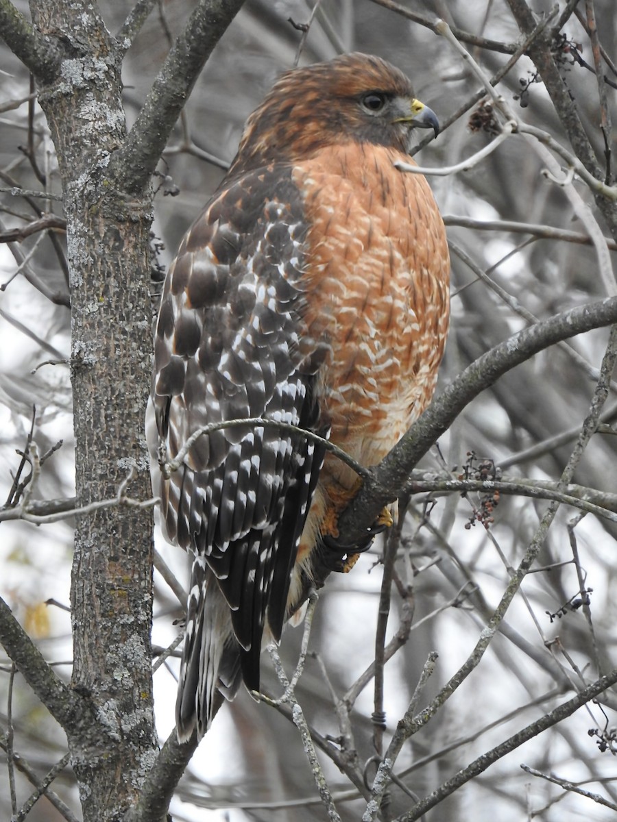 Red-shouldered Hawk (lineatus Group) - ML645225404