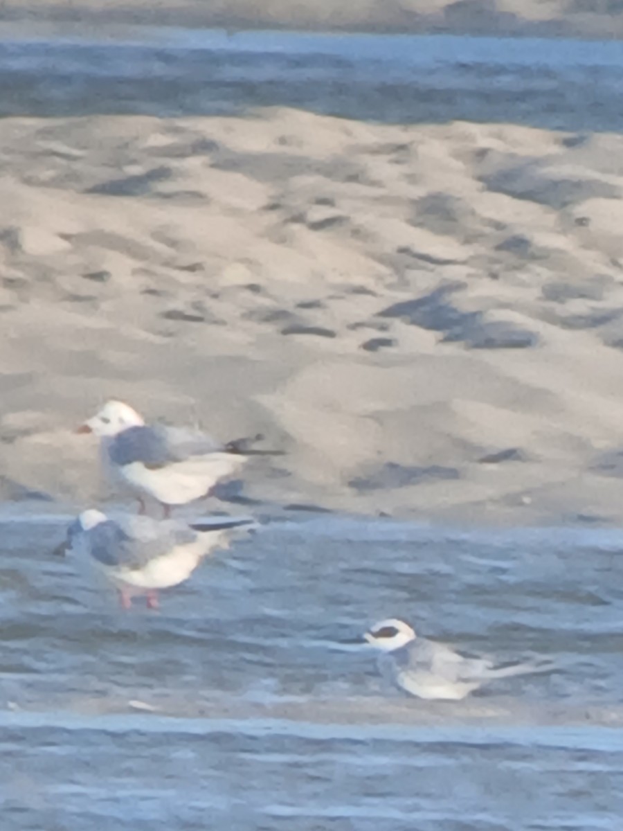 Forster's Tern - ML645225405