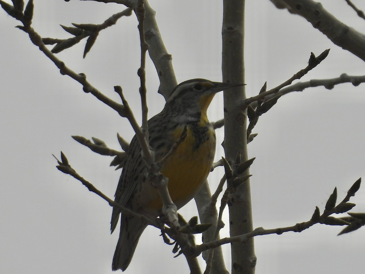 Western Meadowlark - ML645225406