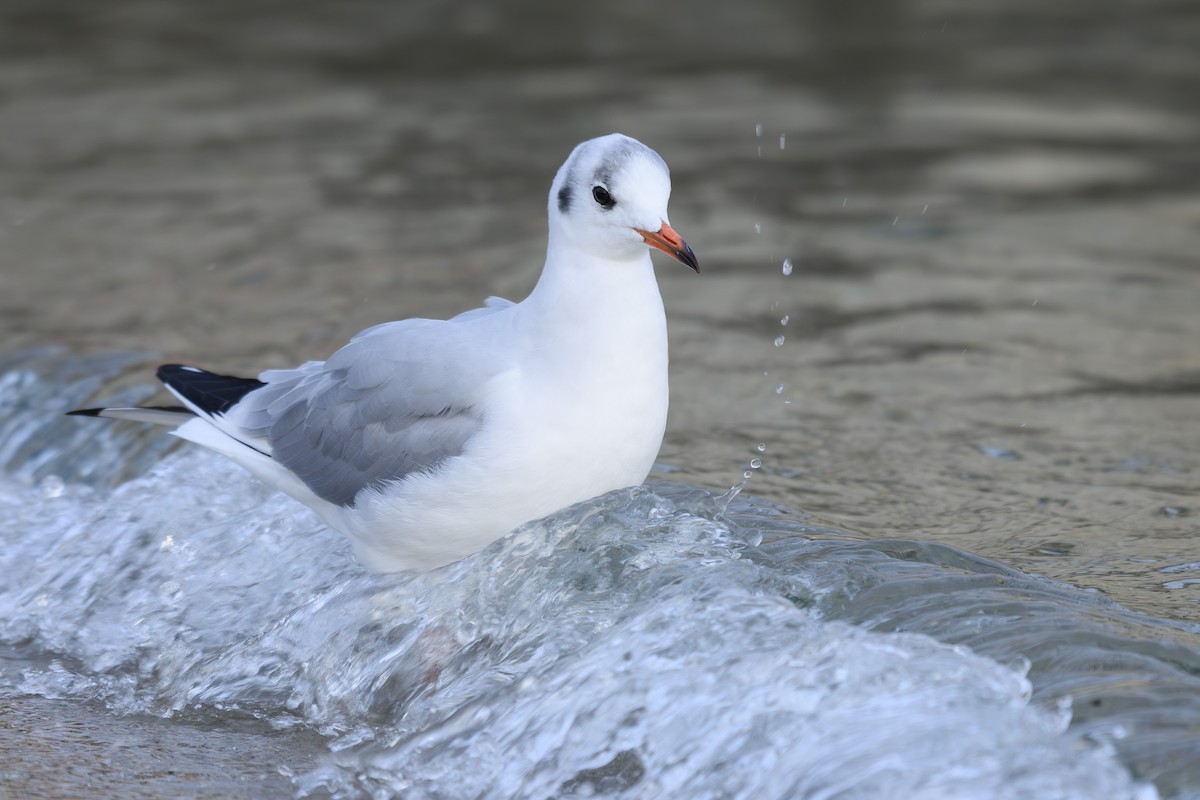 Black-headed Gull - ML645225407
