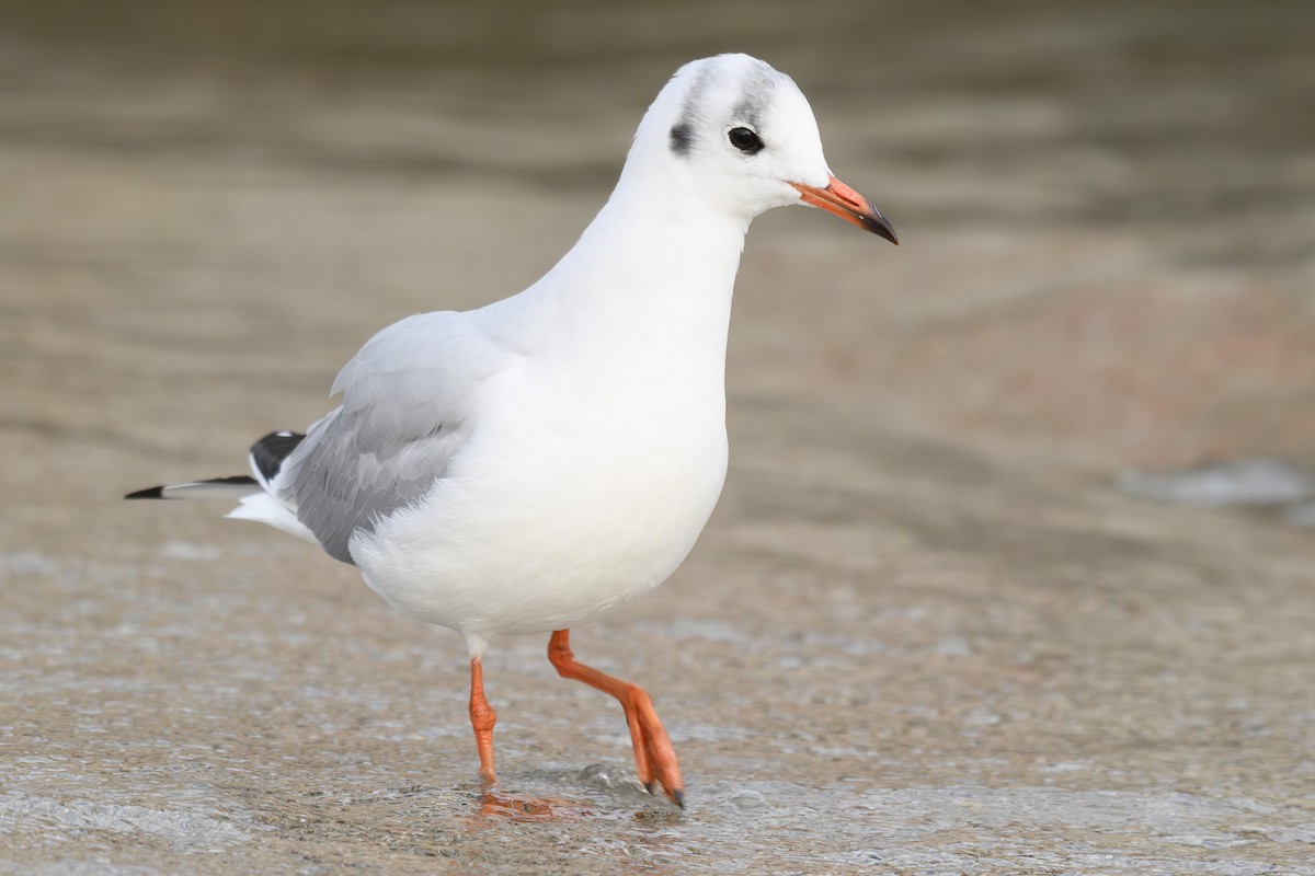 Black-headed Gull - ML645225408
