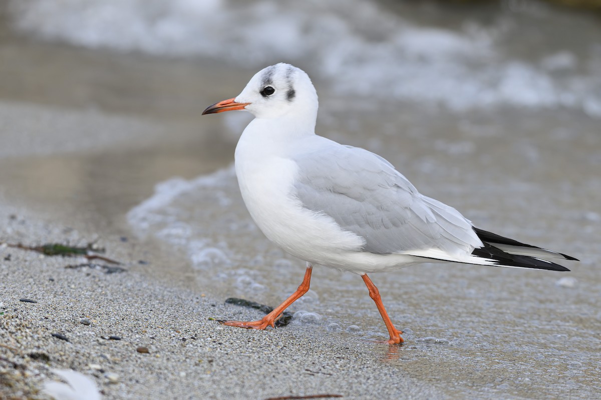 Black-headed Gull - ML645225409
