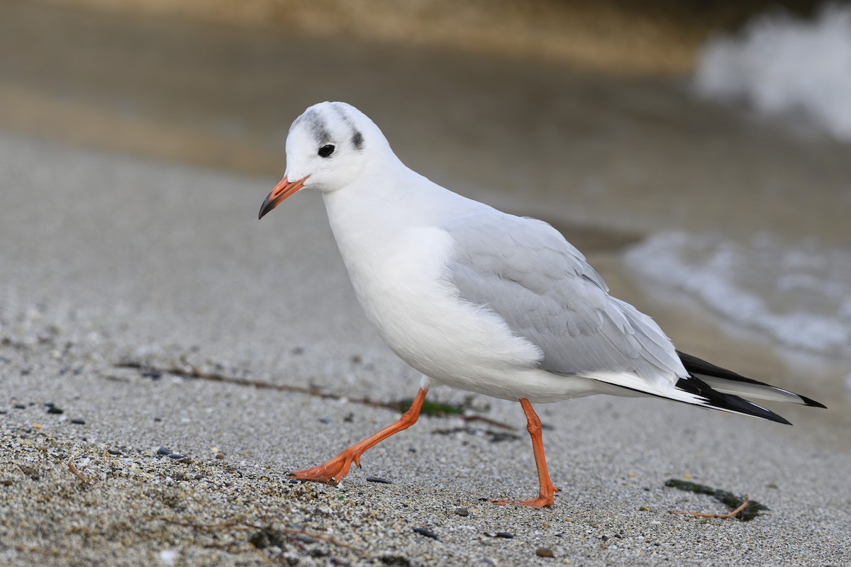 Black-headed Gull - ML645225410
