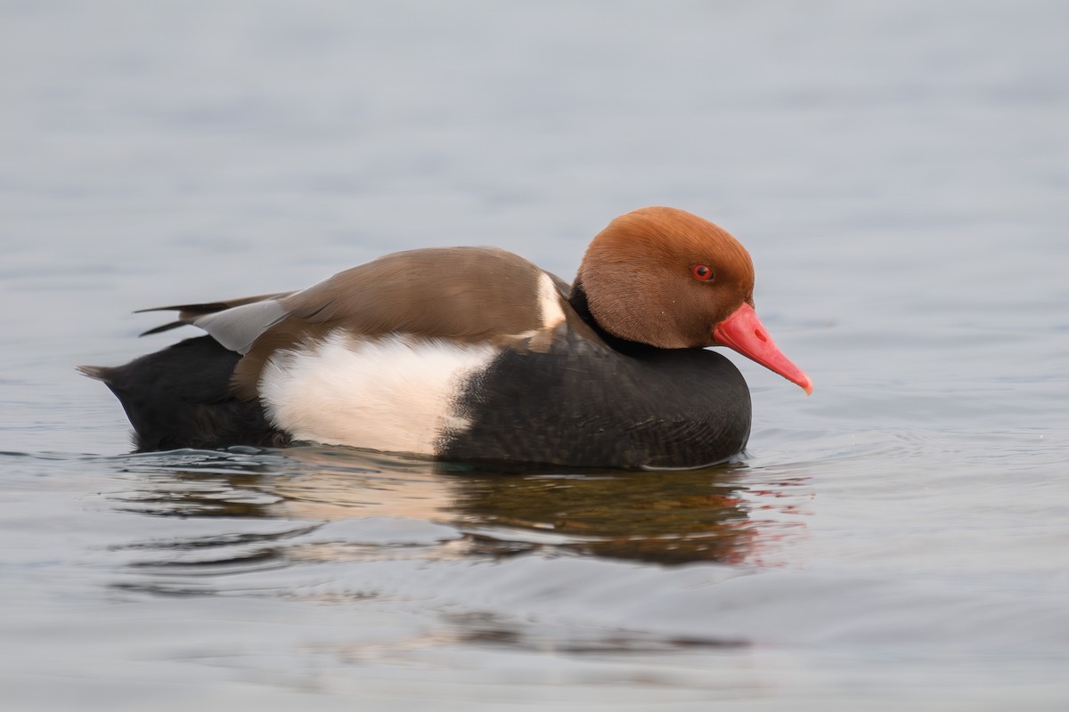 Red-crested Pochard - ML645225412