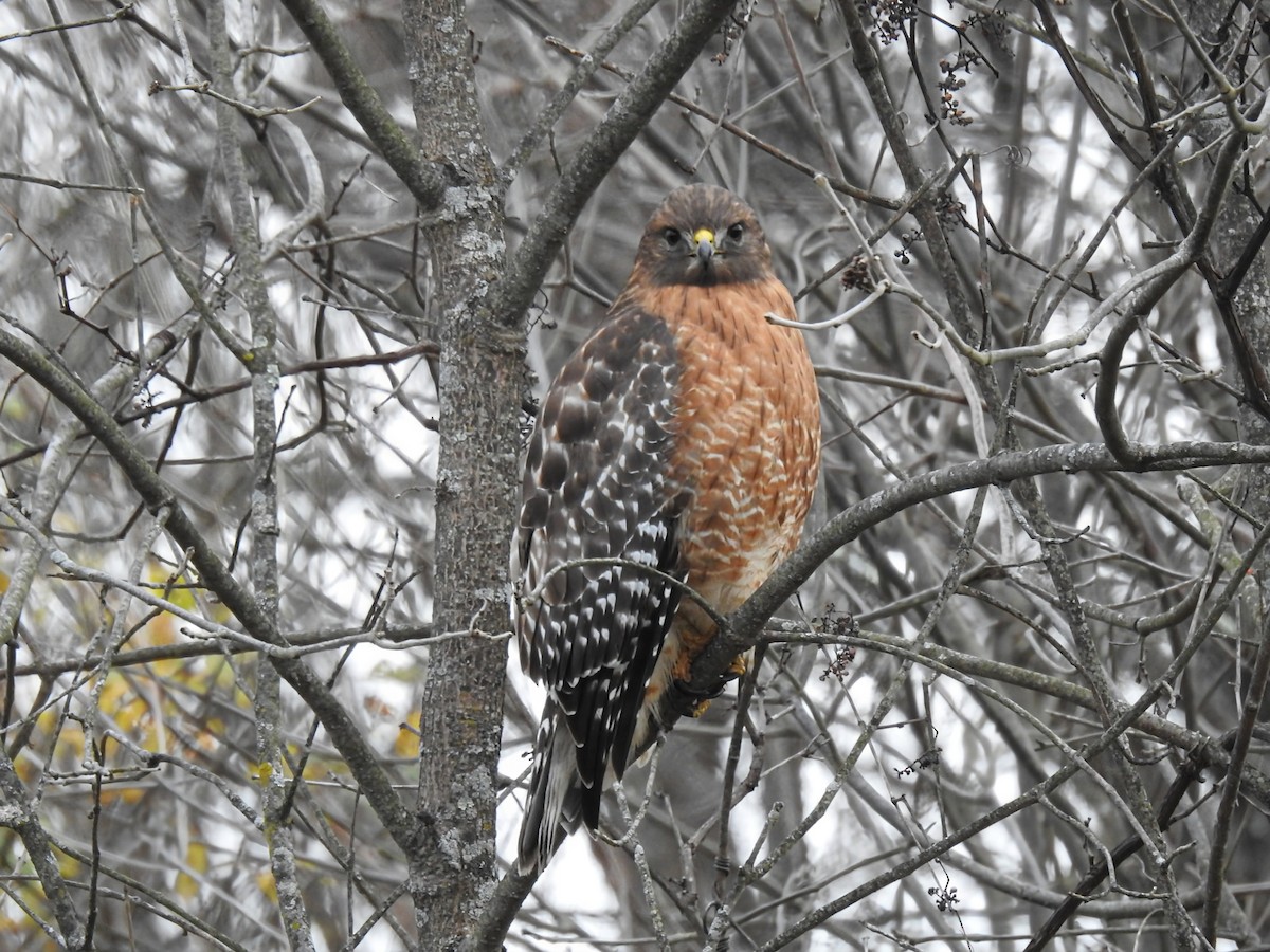 Red-shouldered Hawk (lineatus Group) - ML645225413