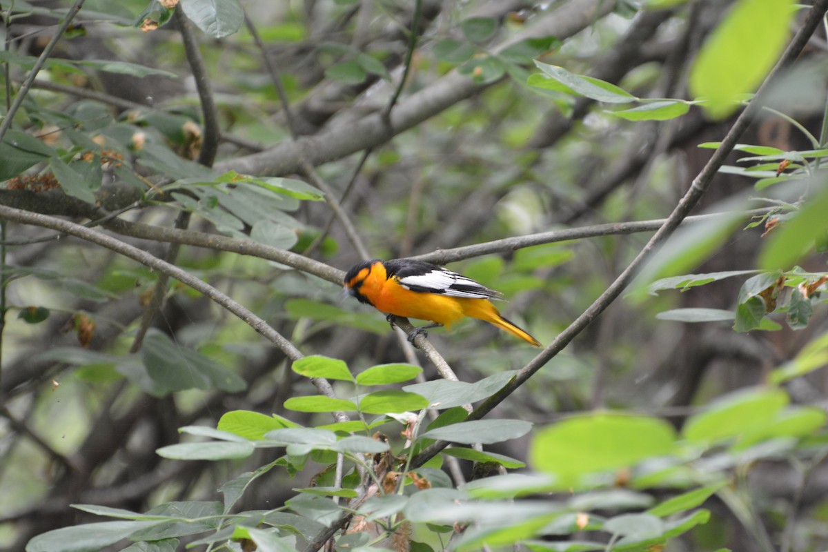 Bullock's Oriole - ML645225415