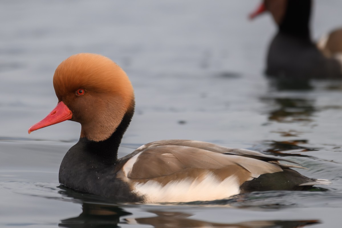 Red-crested Pochard - ML645225416