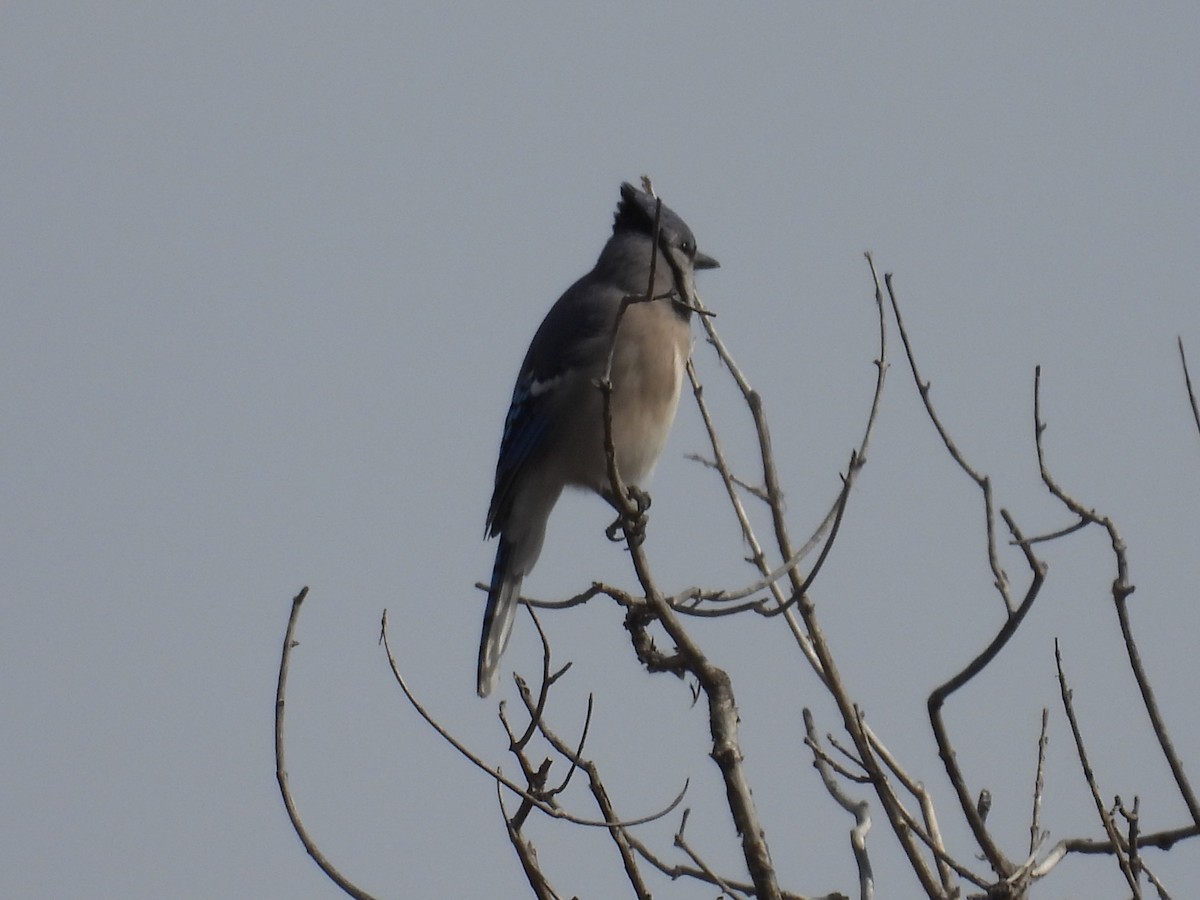 Blue Jay - ML645225417