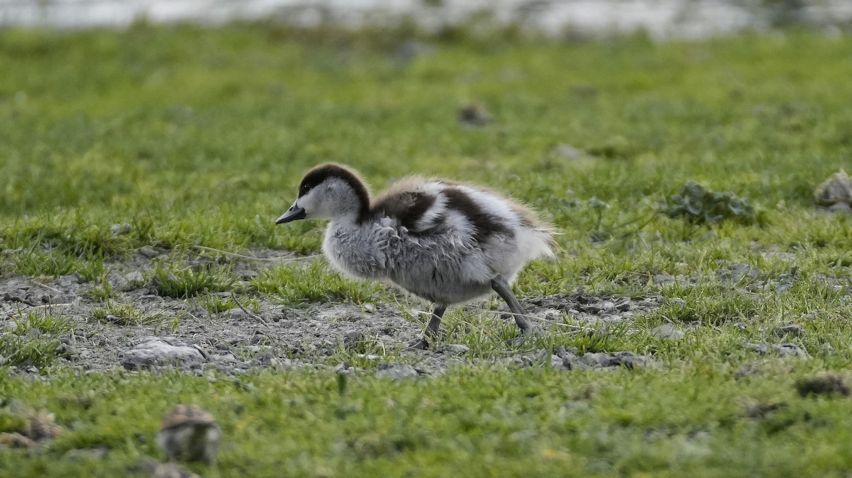 Paradise Shelduck - ML645225420