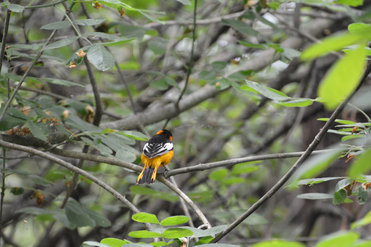 Bullock's Oriole - ML645225425