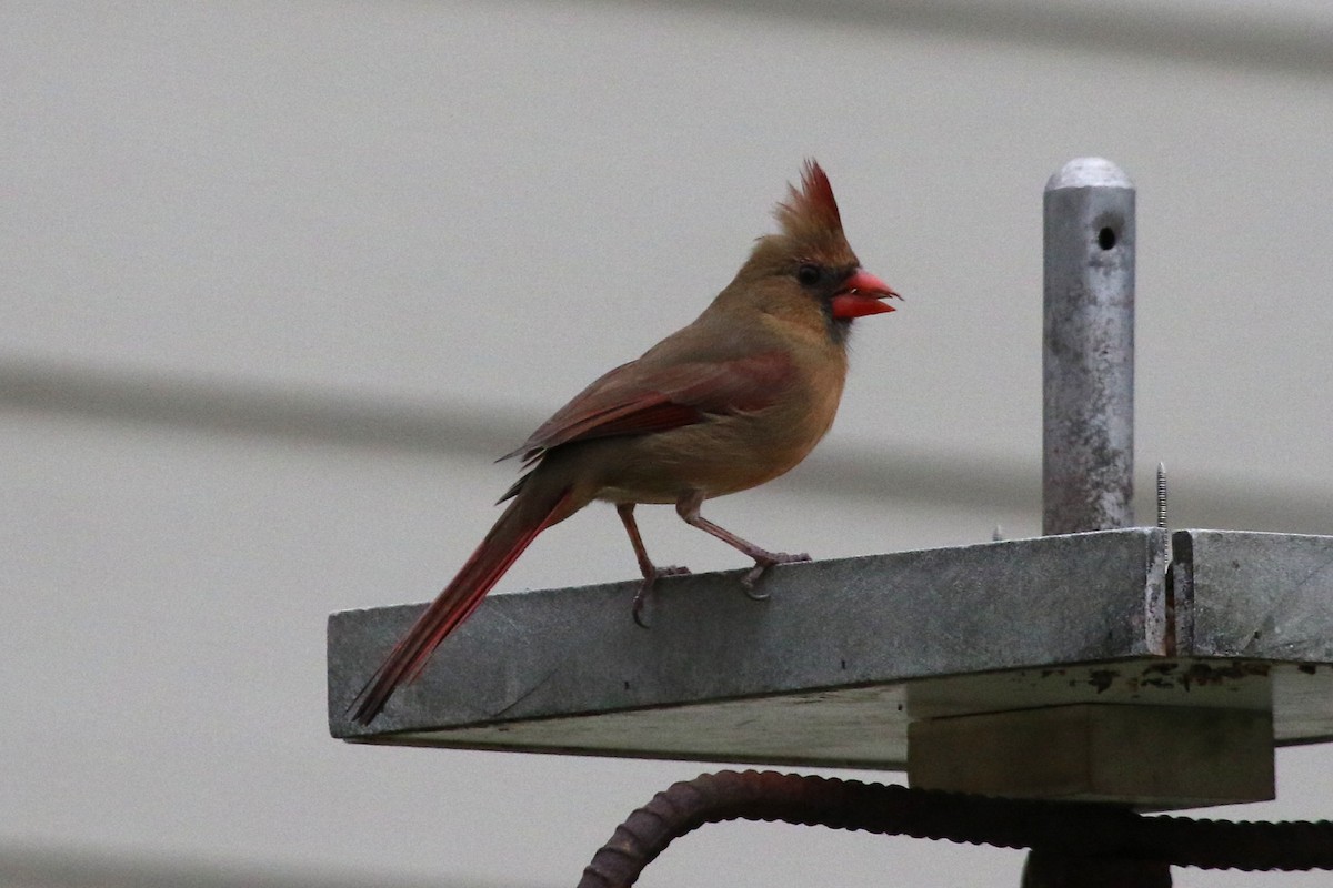 Northern Cardinal - ML645225426
