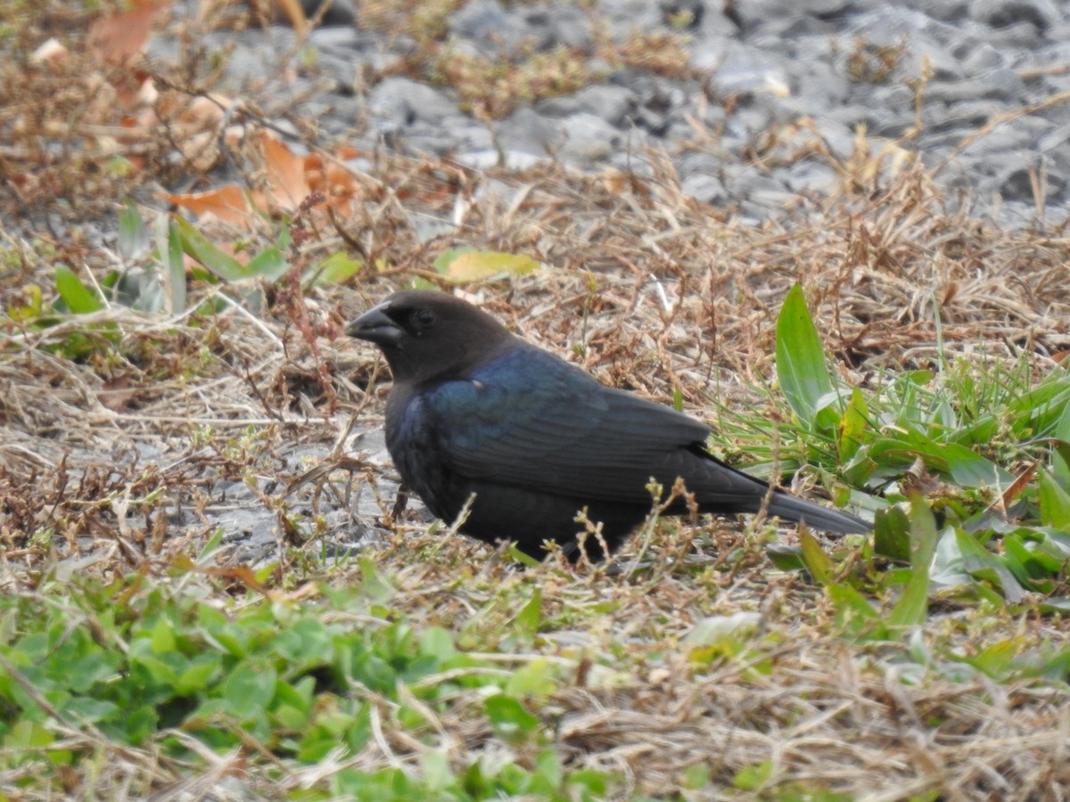 Brown-headed Cowbird - ML645225429