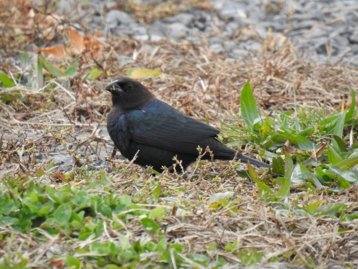 Brown-headed Cowbird - ML645225430