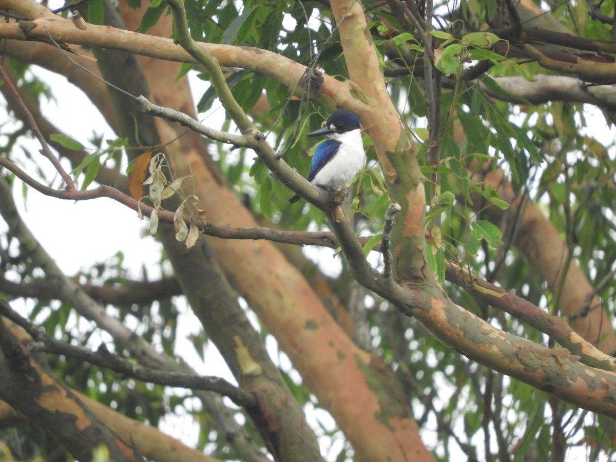 Forest Kingfisher - ML645225433
