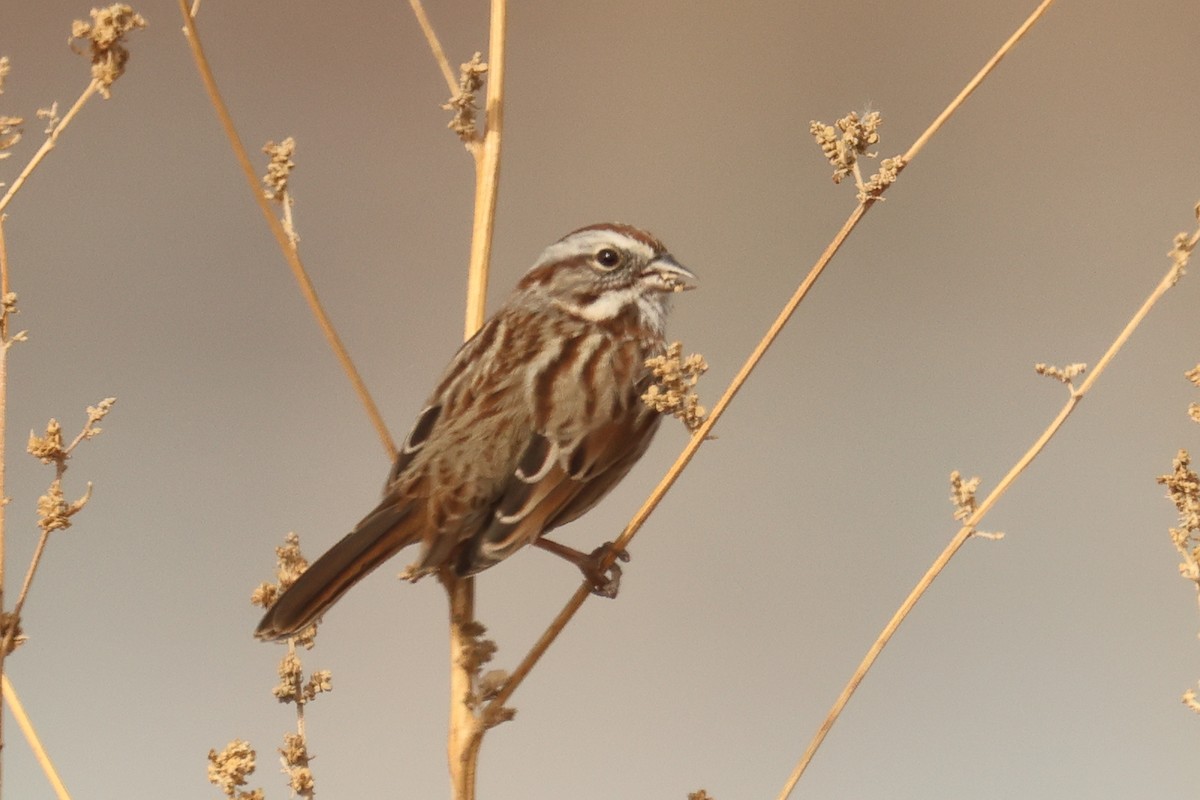Song Sparrow - ML645225435