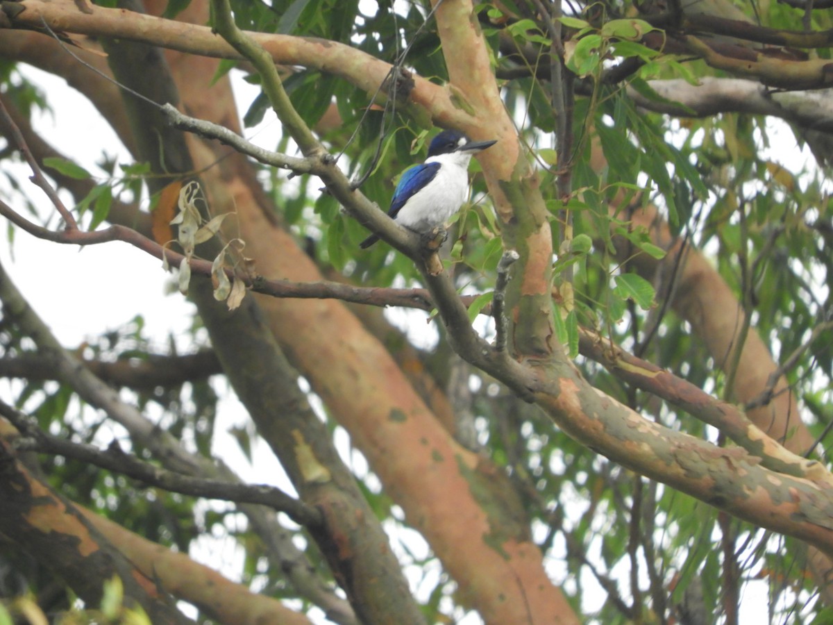 Forest Kingfisher - ML645225436