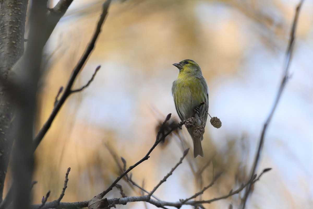 Eurasian Siskin - ML645225437