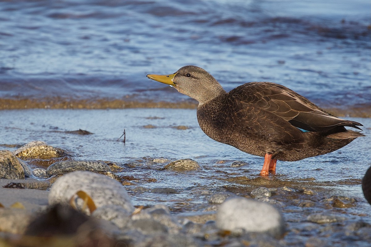 American Black Duck - ML645225443