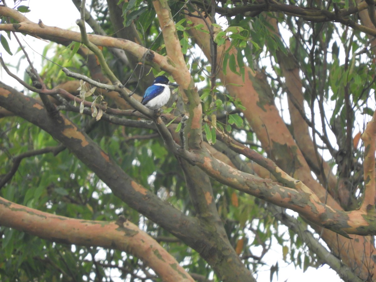 Forest Kingfisher - ML645225447