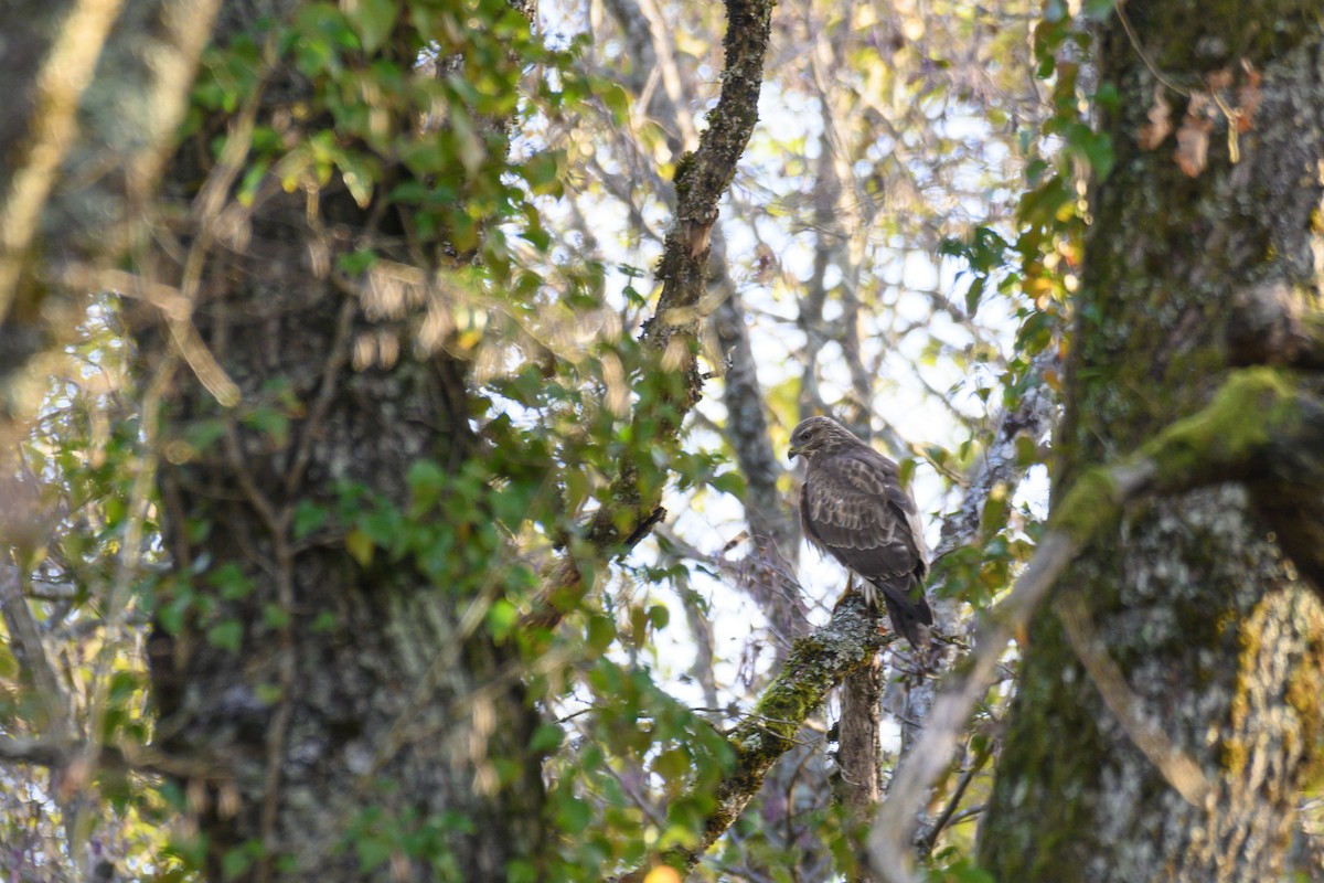 Common Buzzard - ML645225451