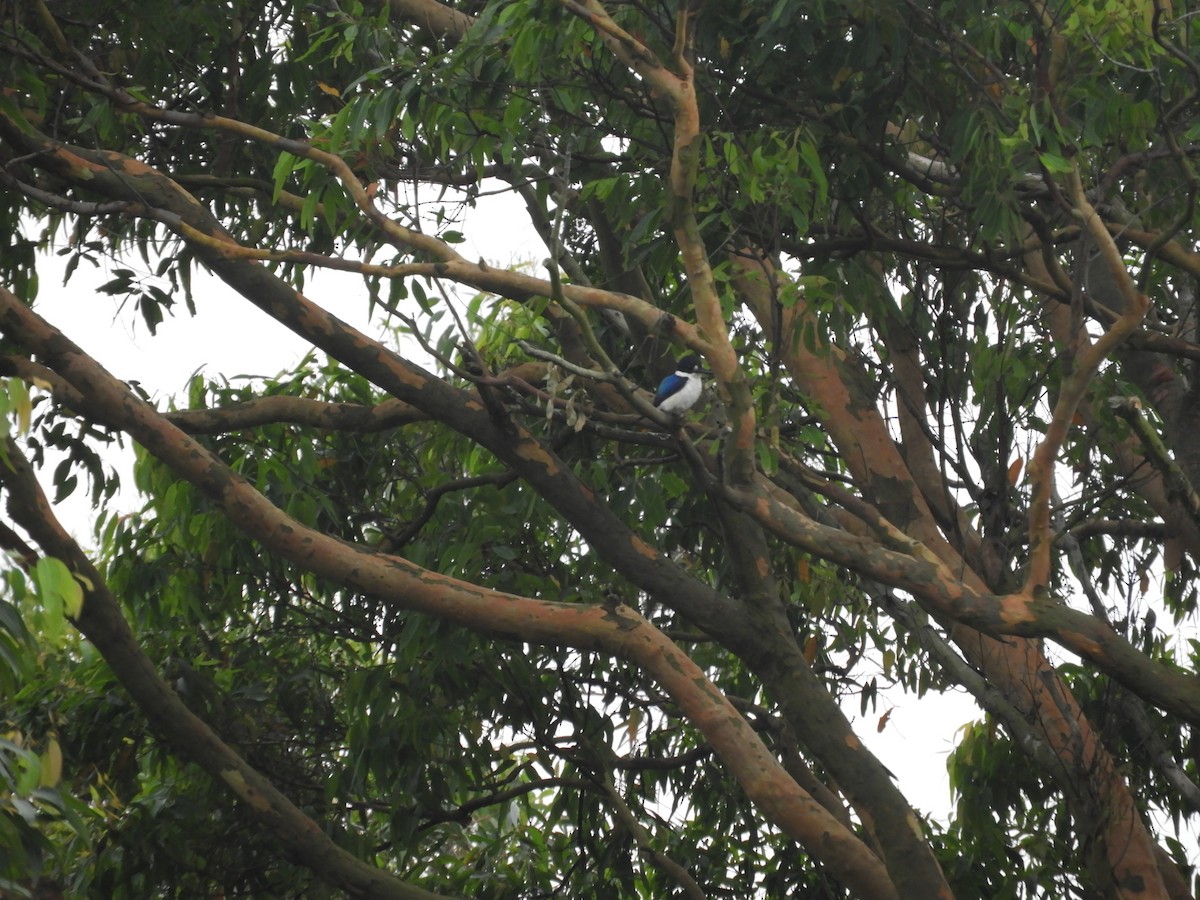 Forest Kingfisher - ML645225453