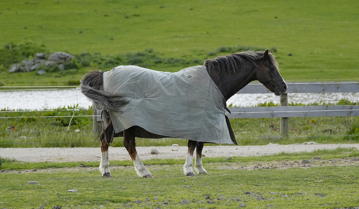 Animals - ML645225456