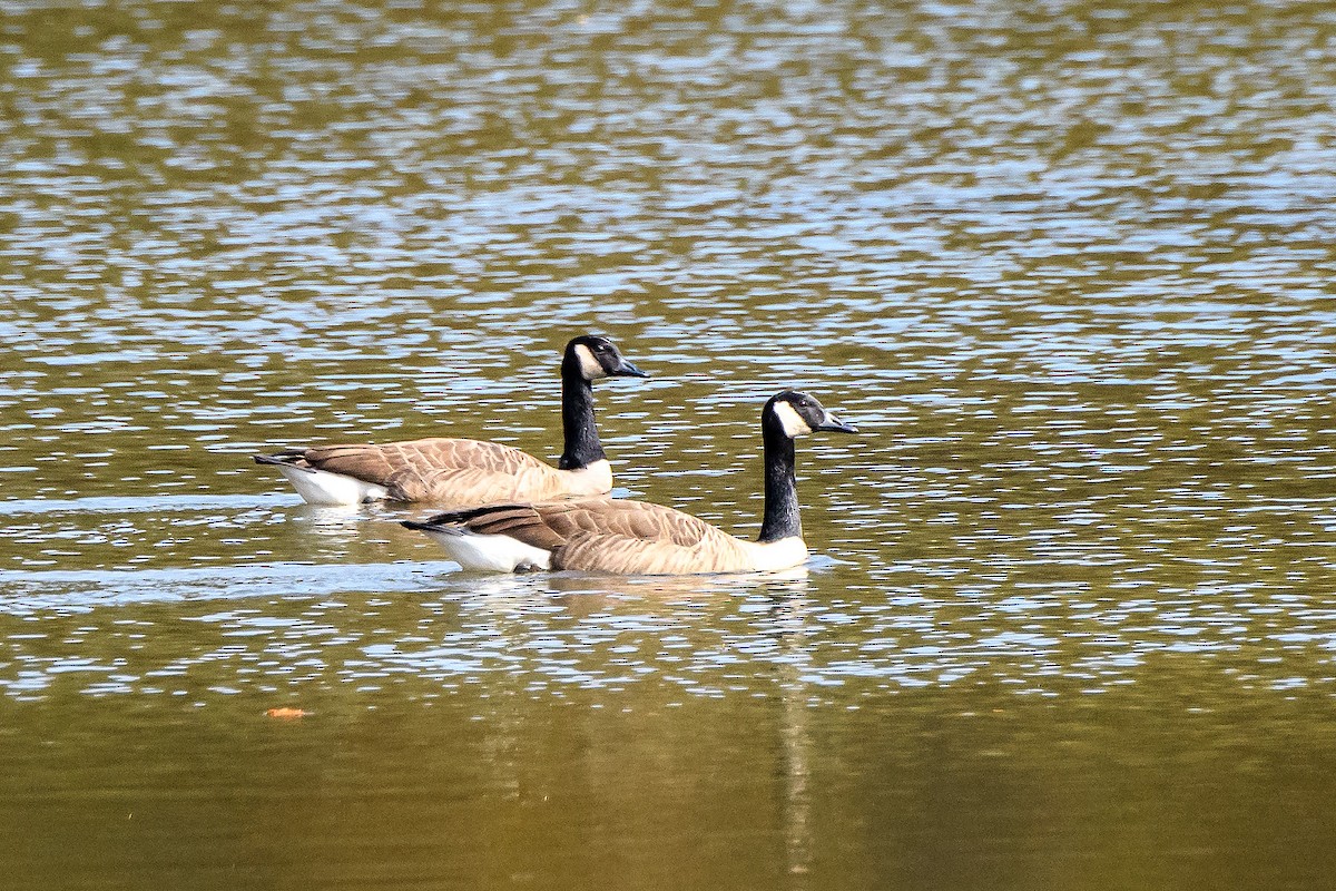 Canada Goose - ML645225457