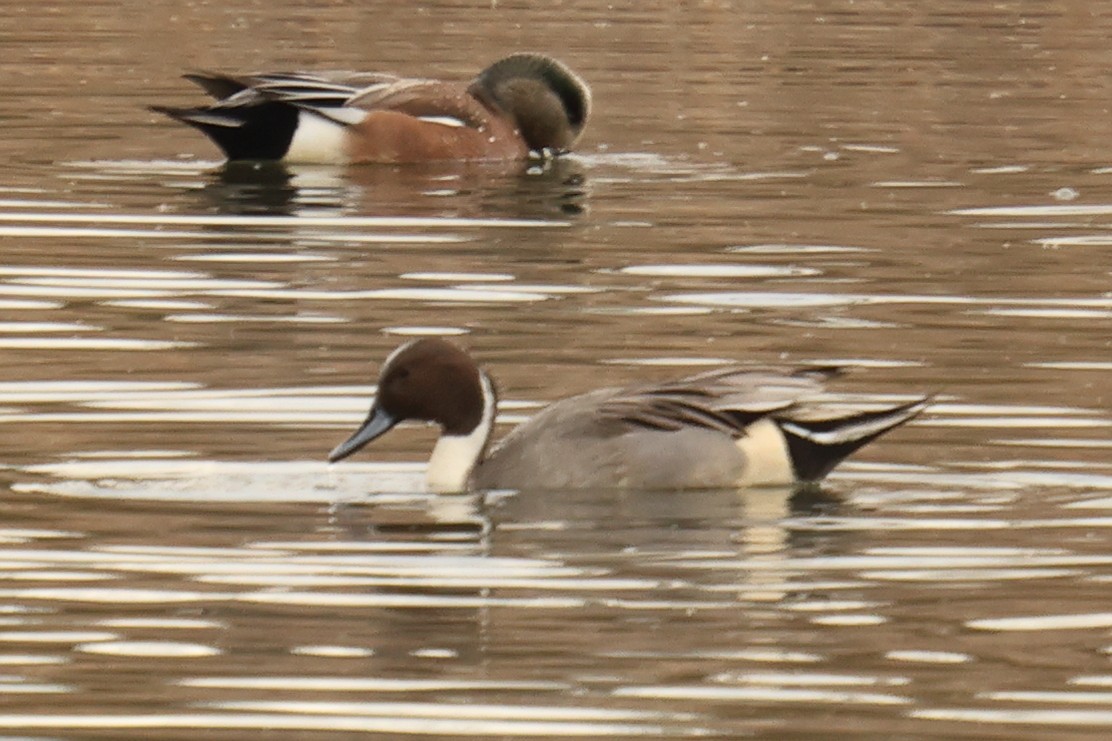 尖尾鴨 - ML645225458