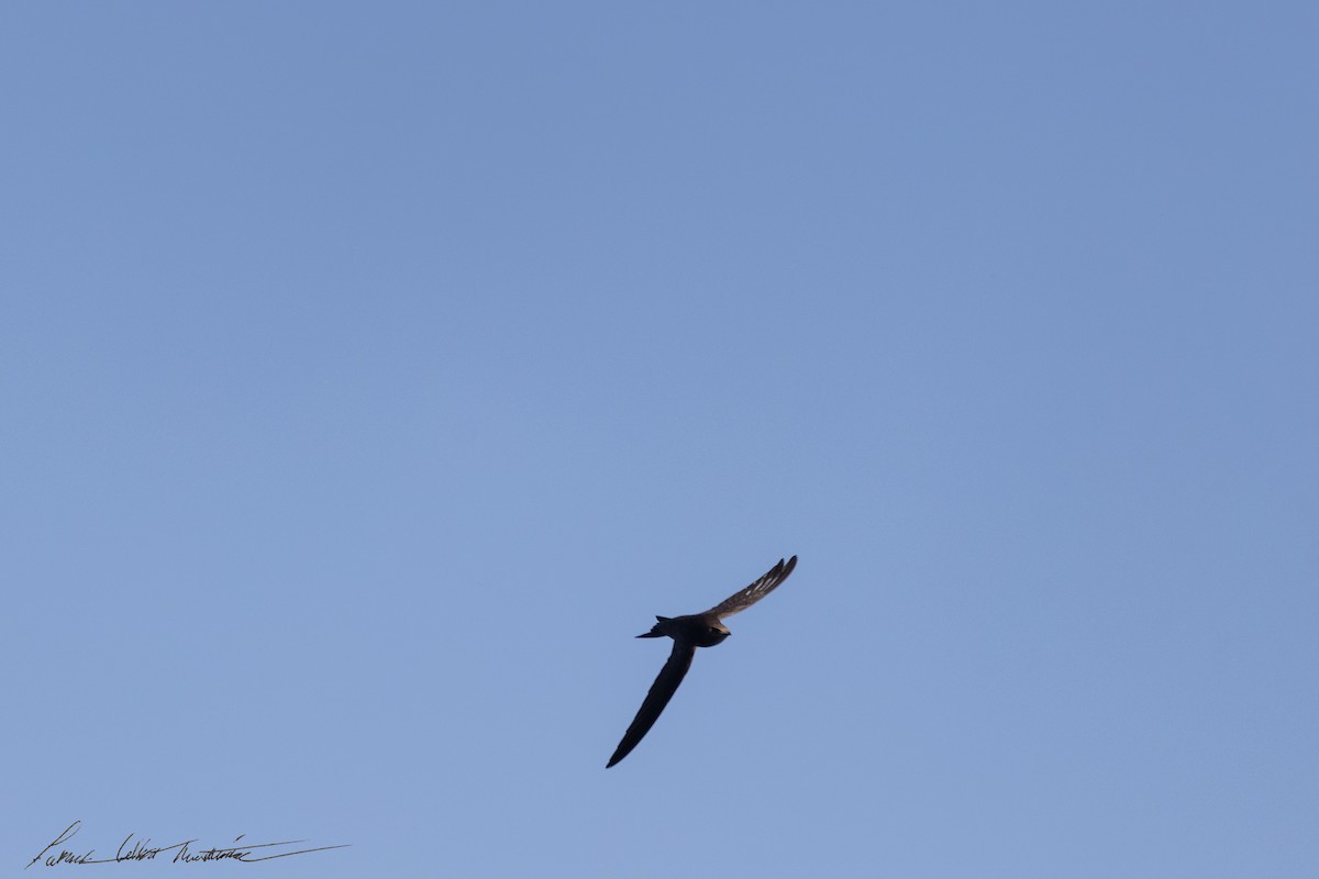 Common Swift - ML645225462