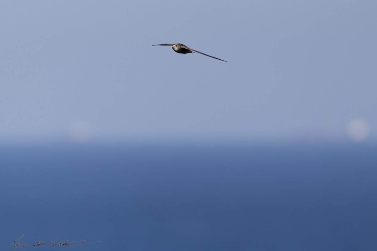 Common Swift - ML645225463