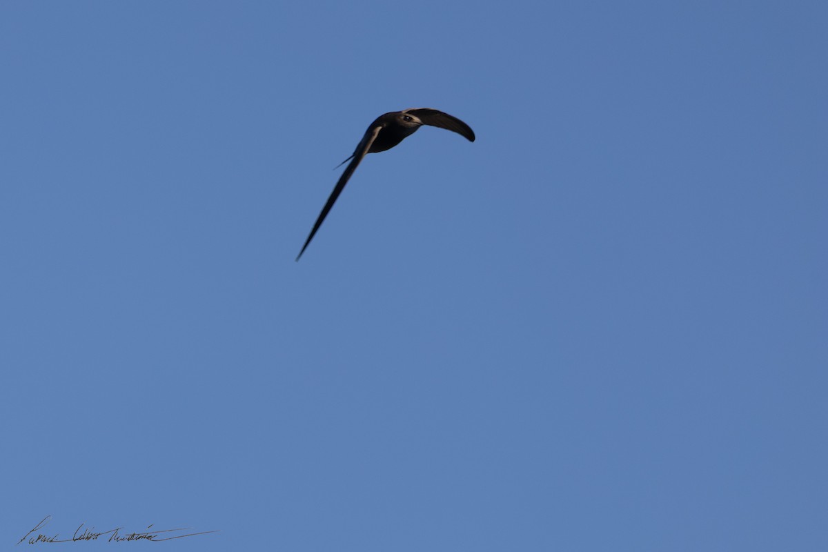 Common Swift - ML645225465