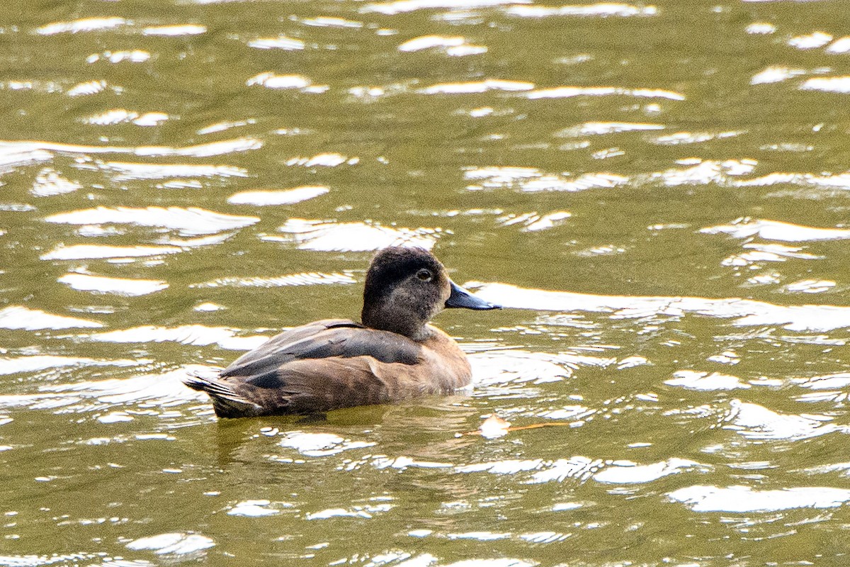 環頸潛鴨 - ML645225466