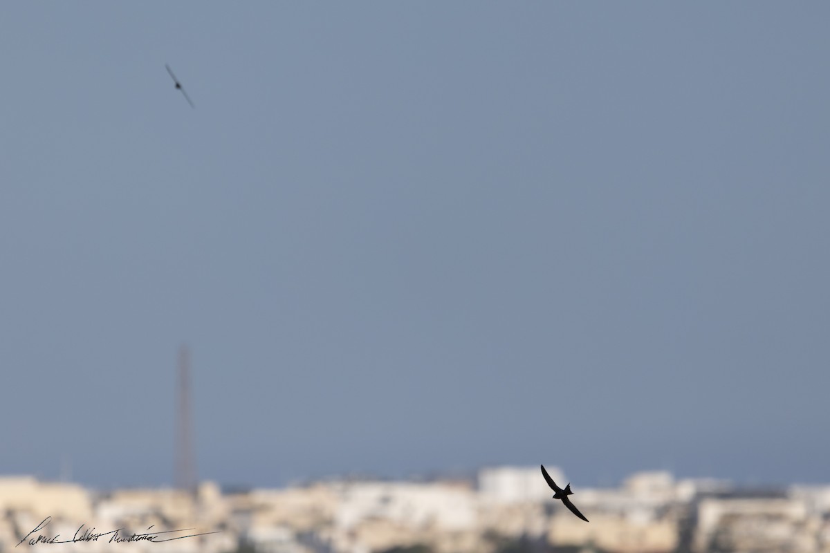 Common Swift - ML645225467