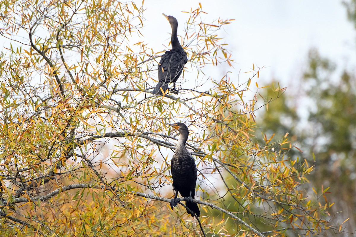 Double-crested Cormorant - ML645225469