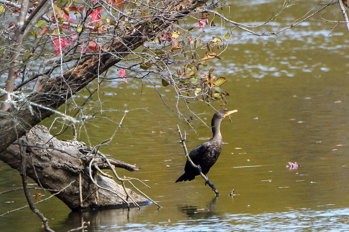Double-crested Cormorant - ML645225470