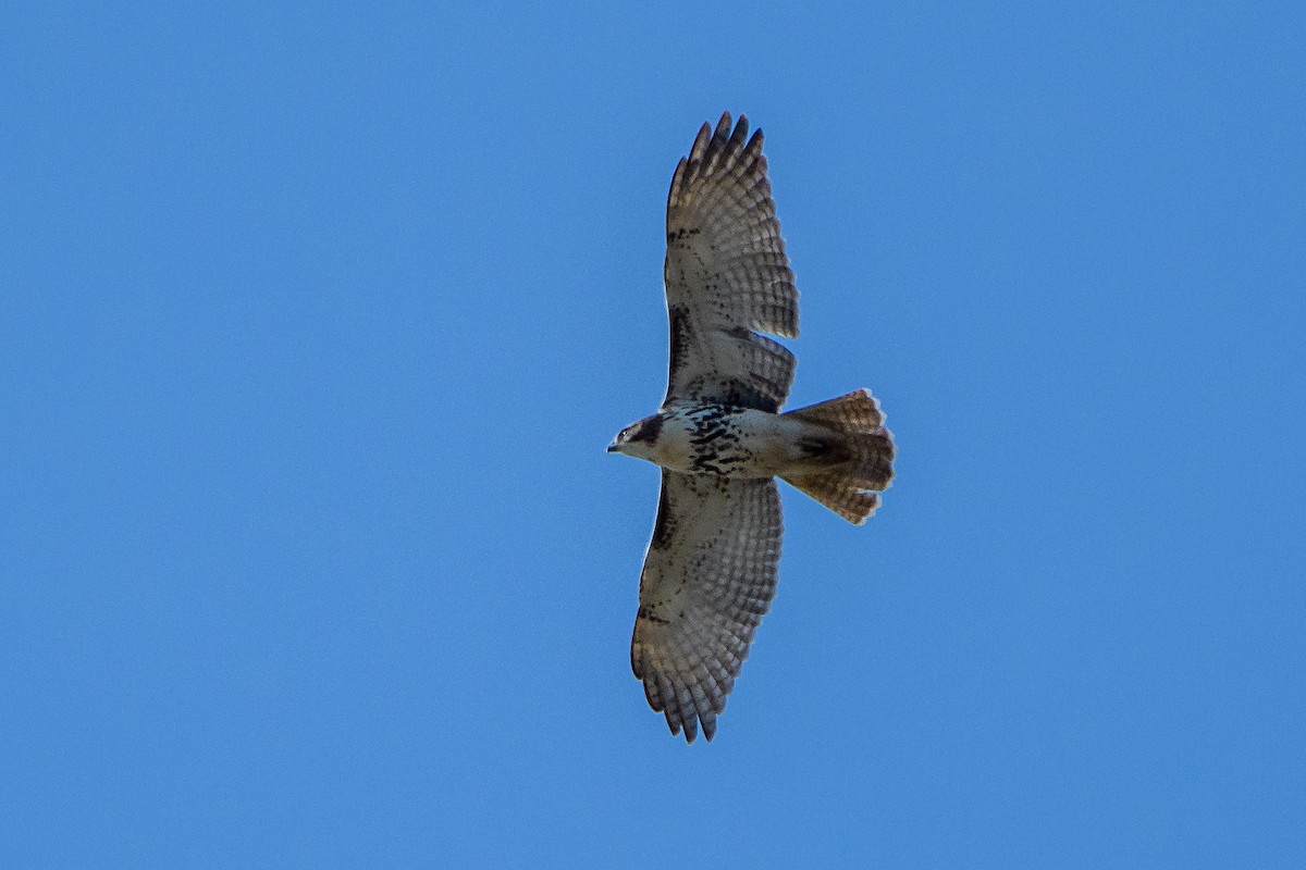 Red-tailed Hawk - ML645225476