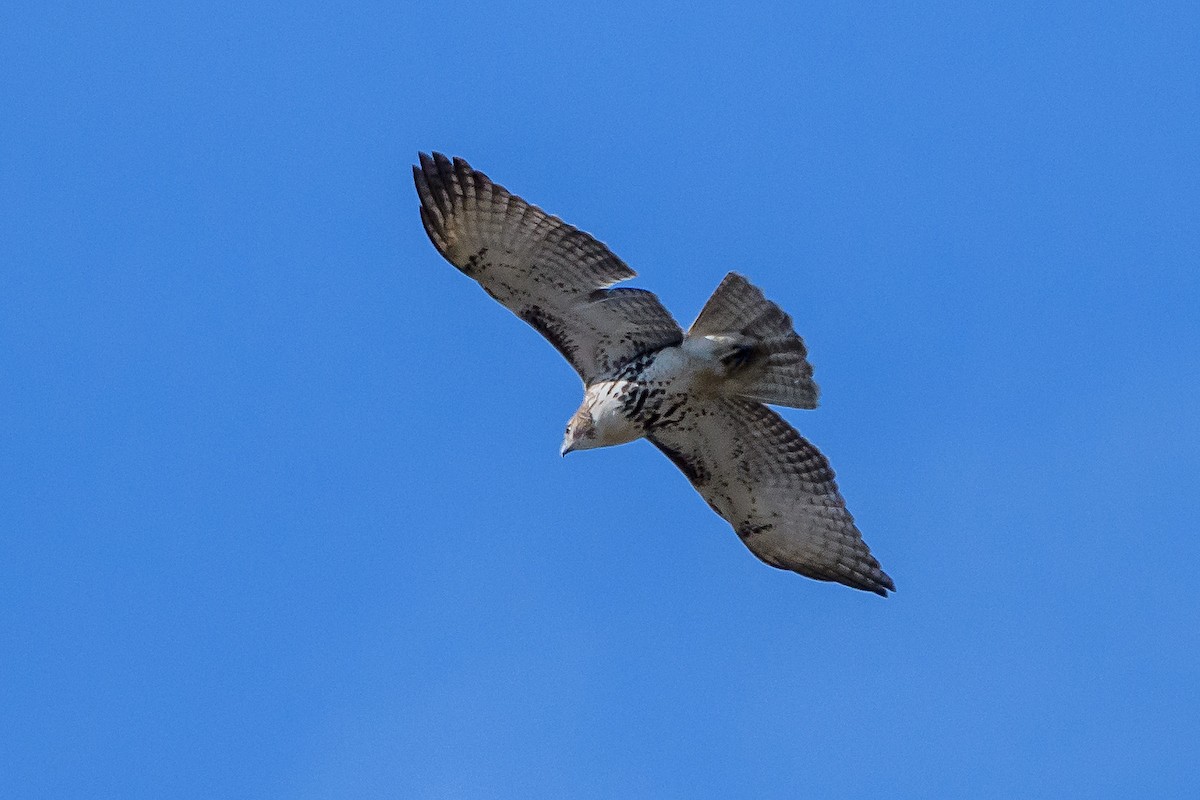 Red-tailed Hawk - ML645225478