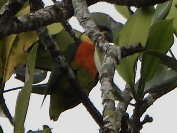 loríček oranžovoprsý - ML645225483