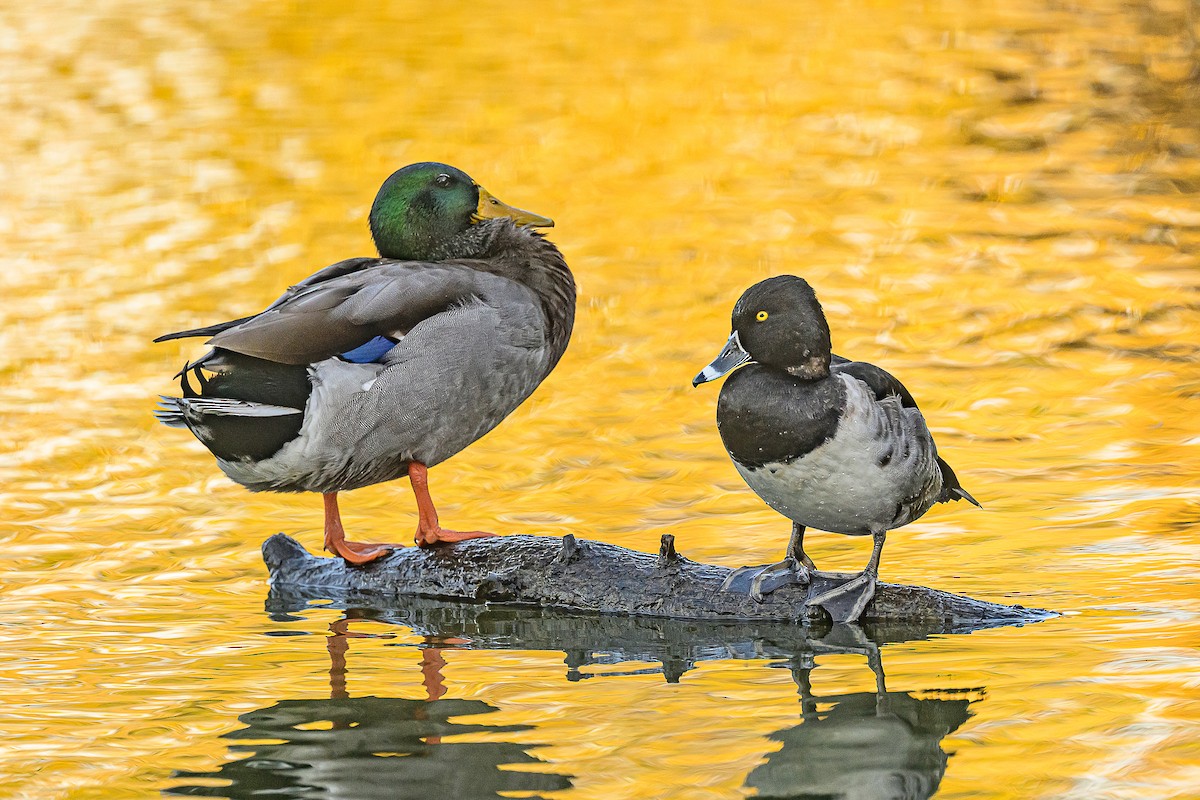 環頸潛鴨 - ML645225488