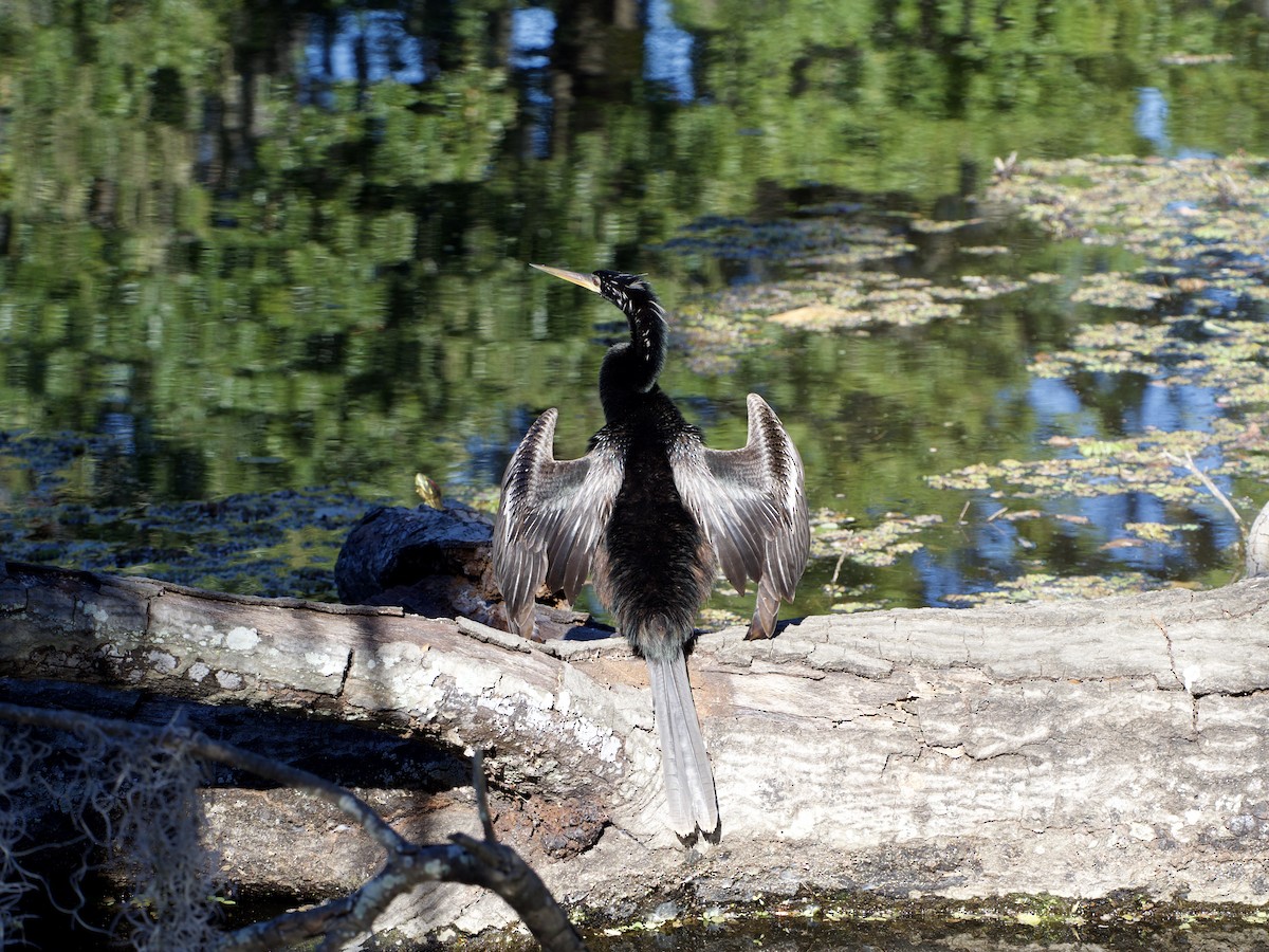 Anhinga - ML645225489