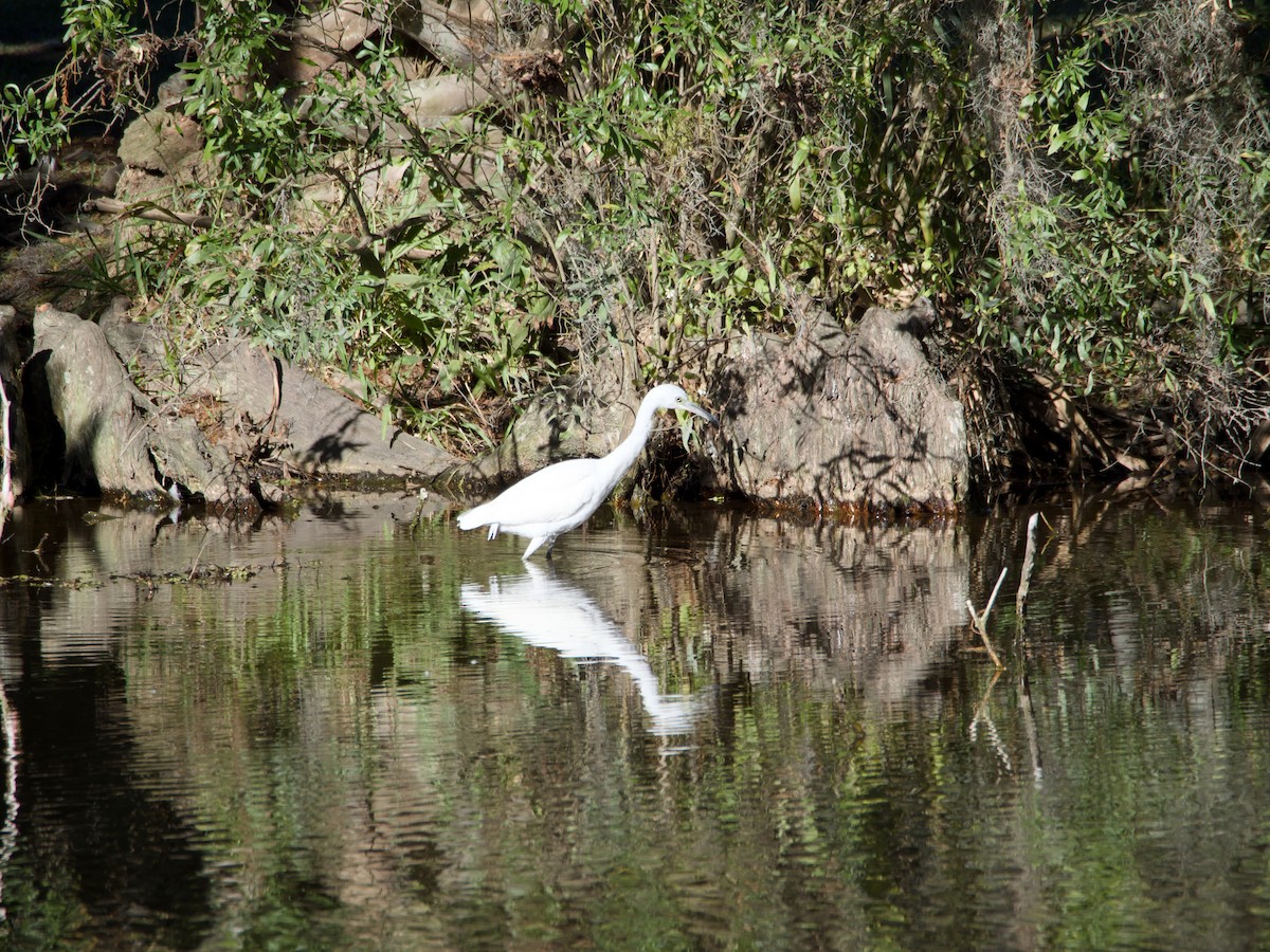 Little Blue Heron - ML645225492
