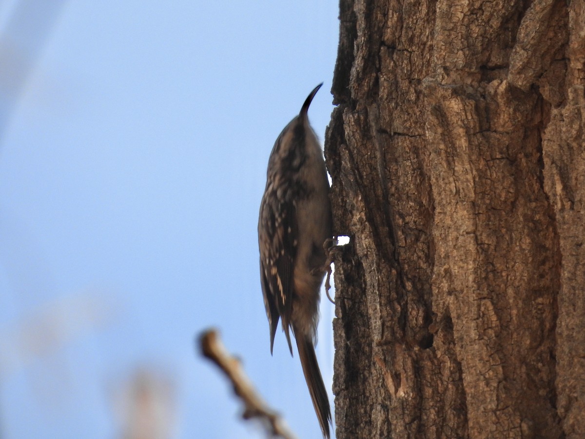 Brown Creeper - ML645225494