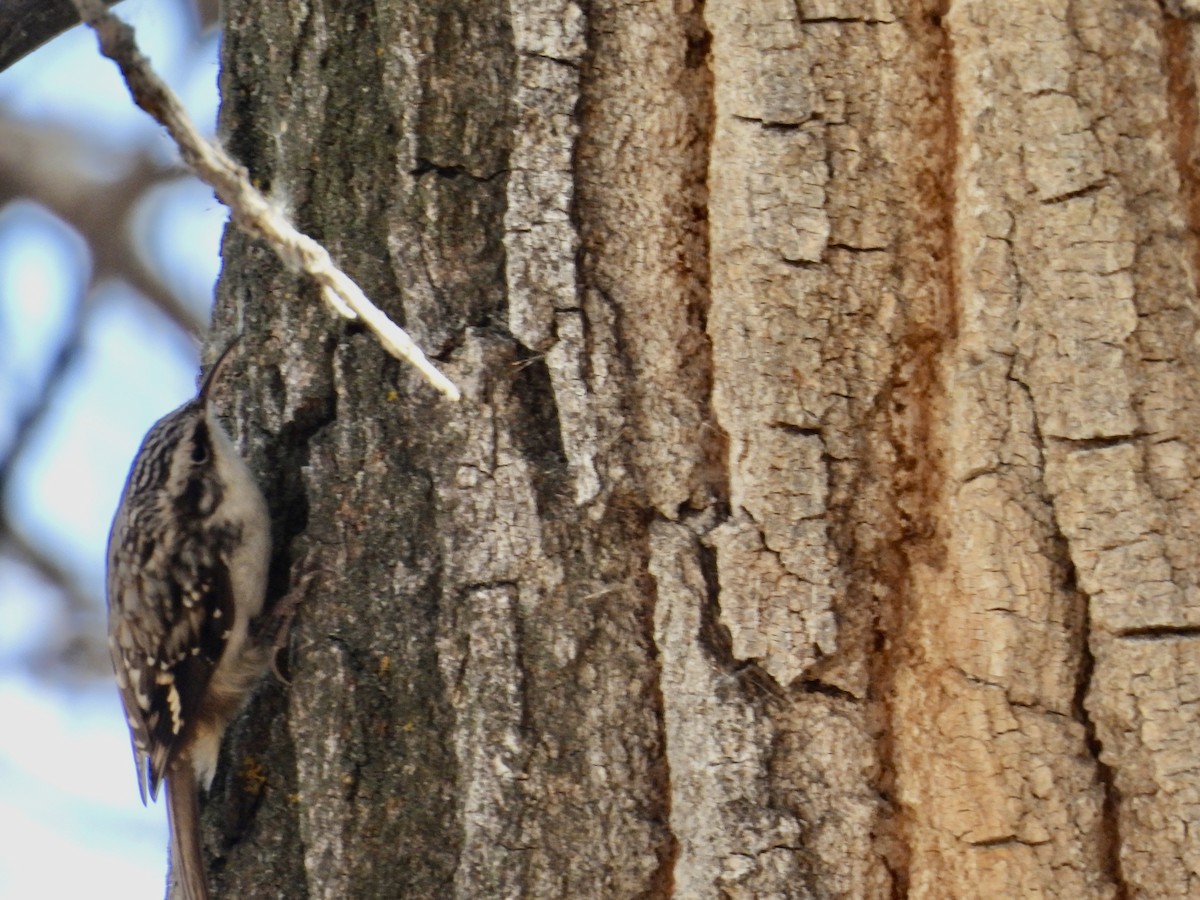 Brown Creeper - ML645225495