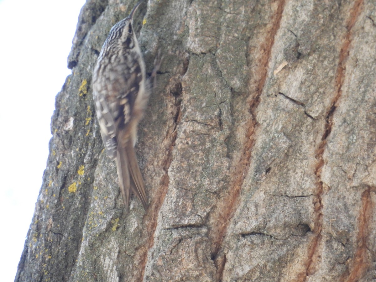 Brown Creeper - ML645225496