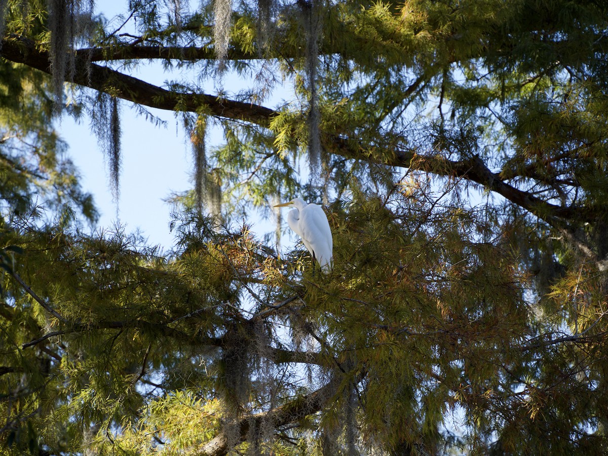 大白鷺 - ML645225497